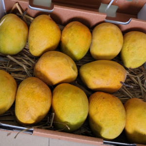 Alphanso Mangoes